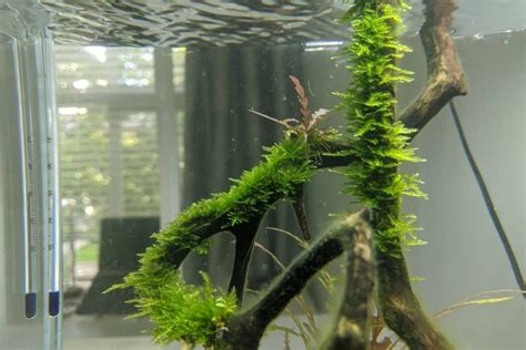 How to Grow Christmas Moss in Aquarium: A Step-by-Step Guide